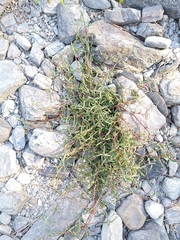 Persicaria minor