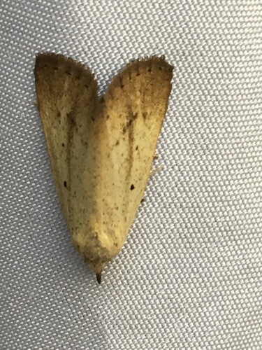 Gabara distema photo 2