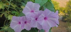 Ipomoea carnea