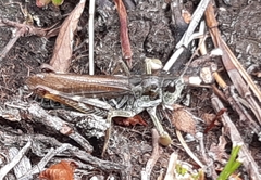 Gomphocerus sibiricus