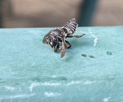 Megachilidae