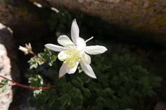 Aquilegia pubescens