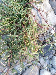 Persicaria minor