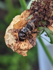 Megachilidae