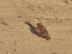 Melanocorypha calandra
