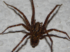 Tegenaria