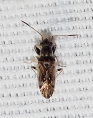 Pseudopachybrachius basalis