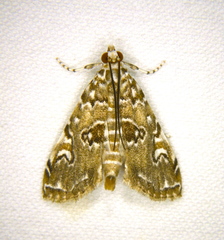 Elophila gyralis