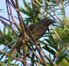 Saltator grandis