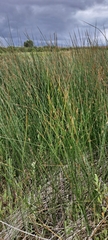 Juncus balticus