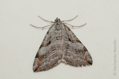 Aplocera efformata