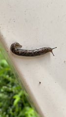 Megapallifera mutabilis