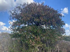 Quercus marilandica