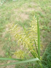 Cyperus esculentus