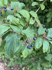 Cornus sanguinea