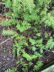 Thelypteris palustris