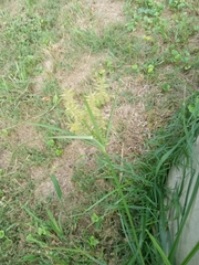 Cyperus esculentus