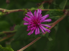 Vernonia missurica