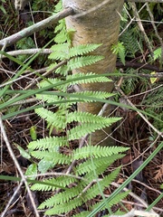 Thelypteris palustris