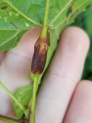 Neolasioptera vitinea