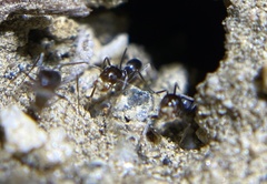 Dorymyrmex insanus