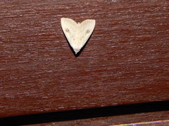 Rivula sericealis