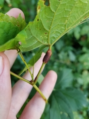 Neolasioptera vitinea