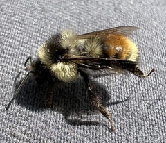 Bombus bifarius