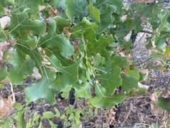 Quercus marilandica