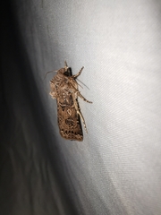 Agrotis bigramma