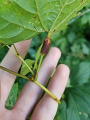 Neolasioptera vitinea