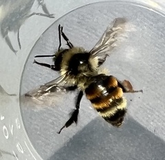 Bombus bifarius