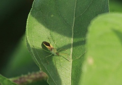 Zelus renardii