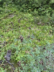 Astragalus neglectus