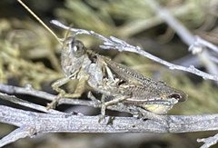Melanoplus cinereus