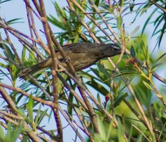 Saltator grandis