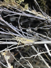 Melanoplus cinereus