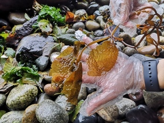 Macrocystis pyrifera