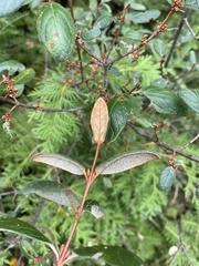 Shepherdia canadensis