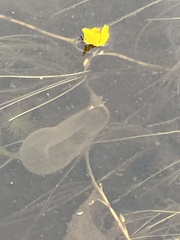 Utricularia intermedia