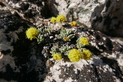 Eriogonum rosense