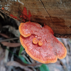 Trametes sanguinea