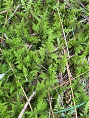 Thuidium