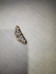 Idaea rusticata