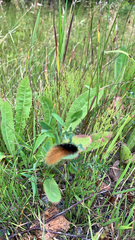 Pyrrharctia isabella