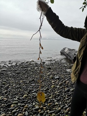 Macrocystis pyrifera