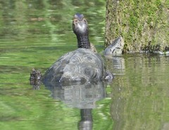 Malaclemys terrapin terrapin