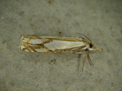 Crambus agitatellus