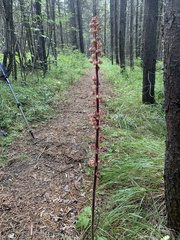 Pterospora andromedea