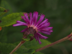 Vernonia missurica